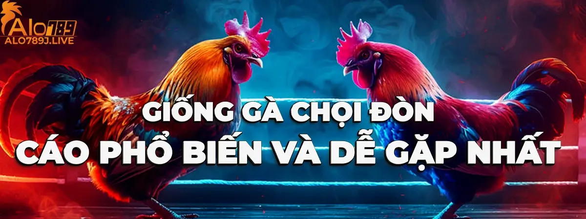 Giống gà Peru, Asil và Shamo là các giống gà chọi đòn cáo thường gặp